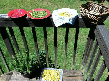 From Consumer to Producer: How One Onion Set Me On a Sustainable Path Image